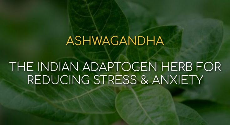 Ashwagandha: The Indian Adaptogen Herb For Reducing Stress & Anxiety