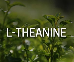 L-Theanine Supplements Reduce Stress