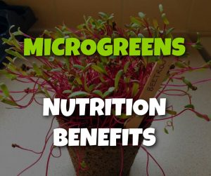Microgreens Nutrition Benefits