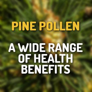 Pine Pollen A Wide Range Of Health Benefits
