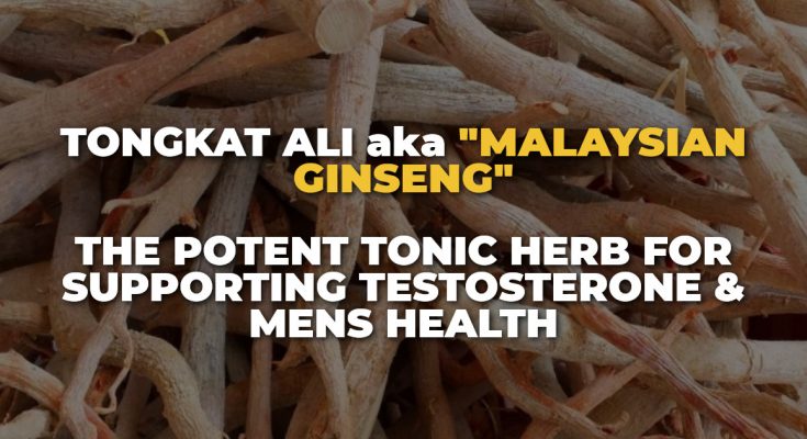 Tongkat Ali aka "Malaysian Ginseng" - The Potent Tonic Herb For Supporting Testosterone & Mens Health