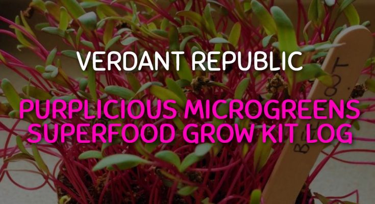 Verdant Republic – Purplicious Microgreens Superfood Grow Kit Log – Part 1 & 2