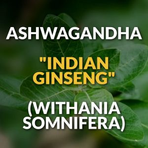 Ashwagandha (Withania somnifera) Men's Health Herbs