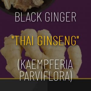 Black Ginger (Kaempferia parviflora) Thai Ginseng