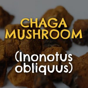Chaga Mushroom (Inonotus obliquus)