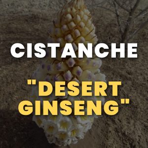 Cistanche Desert Ginseng Men's Health Tonic Herbs