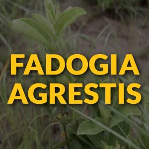 Fadogia Agrestis Men's Health Herbs