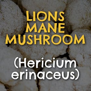 Lions Mane (Hericium erinaceus)