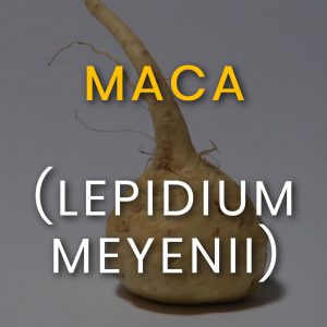 Maca (Lepidium Meyenii) Mens Health Superfoods