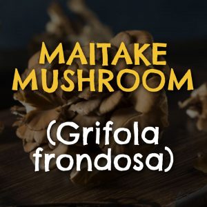 Maitake Mushroom (Grifola frondosa)