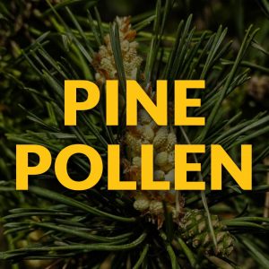 Pine Pollen Men's Health Superfoods
