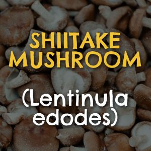 Shiitake Mushroom (Lentinula edodes)