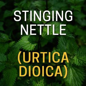 Stinging Nettle Urtica Dioica Prostate Health Herbs