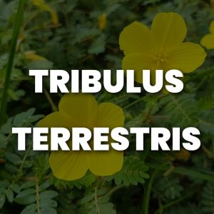 Tribulus Terrestris Men's Health Supplements