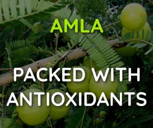 Amla Packed With Antioxidants