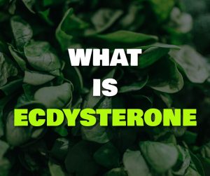 What Is Ecdysterone?